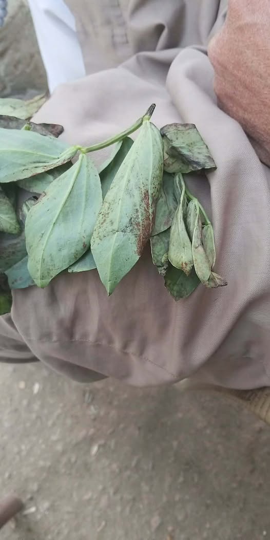 السبب والعلاج